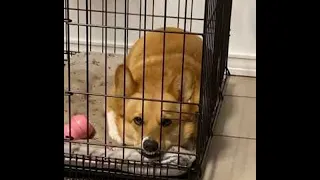 Corgi in a Bad Mood Disapproves of Her Cage || ViralHog