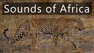 The sounds of leopards and other wildlife in the African savannah