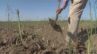 Drought forces California farmers to destroy crops