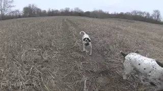 The ultimate English Pointer hunting quail and pheasant.