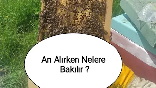 ARI ALIRKEN DİKKAT EDİLMESİ GEREKENLER .... #bee #arıcı #beekeeper #arıcılık  #beekeeping #honeybee