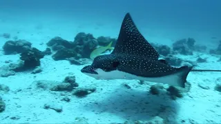 Diving in Cocos Islands Costa Rica