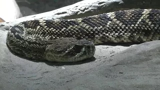 Man recovering from rattlesnake bite