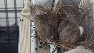 Backyard Bird Watching: Fly Away! (Mourning Dove)