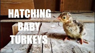 Hatching Baby TURKEY Chicks for the FIRST TIME!! / How we Incubated and Cared for our Turkey Poults