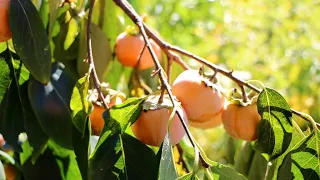 Abundant Persimmon Trees | A Tour, Tasting and Chat about Varieties