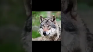 Hypnotic Wolf (Art videó) Track:Joyhauser: C166W