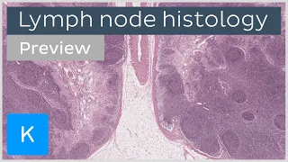 Lymph node histology (preview)  - Human Anatomy | Kenhub