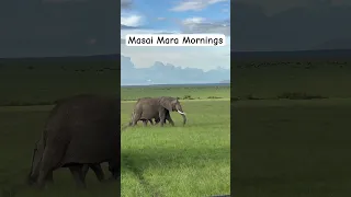 Masai Mara #wildlife #safarilife #africansafari #safarimoments #masaimara #kenya #elephant #africa