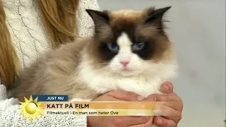 Här är katten som är vår nästa filmstjärna - Nyhetsmorgon (TV4)