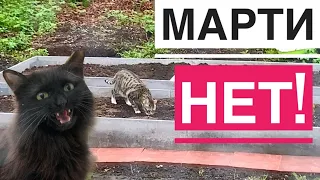 Кот опять портит мои грядки! Игры коржиков 🐾Классная недорогая косилка👍🏼 VLOG