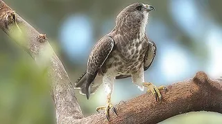 Hawaiian Hawk / `Io  (Buteo solitarius) 4K