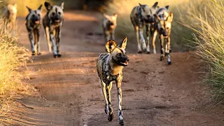 Wild Dogs Hunting | Catch two Impalas in one sighting