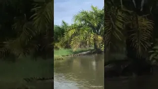 huge salt water crocodile on river bank in borneo