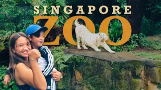 Singapore Zoo 🇸🇬 2022 | What to Expect | World’s Best Rainforest Zoo