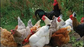 HOW TO BECOME RICH WITH 10 LOCAL CHICKENS!!.