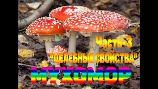 Мухомор. Часть - 3. "Целебные свойства"