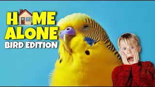Is it OK to Leave your Bird Home ALONE?