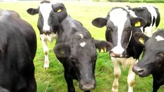 Trumpet and Cows.