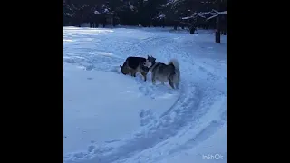 Маламут vs Овчарка