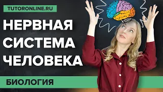 Нервная система: cоматическая и вегетативная | Биология | TutorOnline