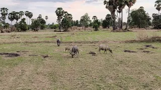 this is how buffalo eating #villagelife #animals