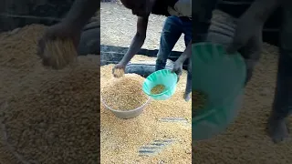 Maize 🌽 Measurement Bowl