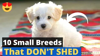 10 Small Breed Dogs that DON'T Shed 😱 🐶