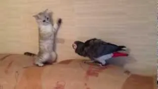 Битва Титанов Кот против Попугая