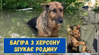 Собака, врятована під час трагедії на Каховській ГЕС, шукає родину після реабілітації.
