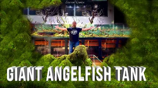 Giant Angelfish Aquarium - Manacapuru Angelfish Tank