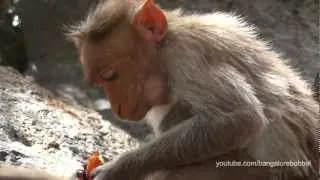 Gingee: Small Monkeys, huge Cock