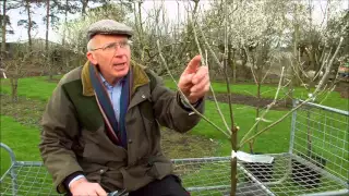 How to Prune Young Fruit Trees