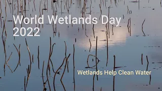 Wetlands Clean and Purify Water