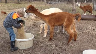 Alpaca Spit in Houstons Face! He Was NOT Happy!