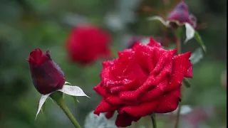 Red Rose/Breathtaking Colors of Nature in 4K/UHD!/Flowers #7/Timelapse/Video Footage/4K4YOU