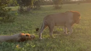 Nkuhuma Male Lion & Tumbela Male Lion seen together | Good News | 17 April 2024