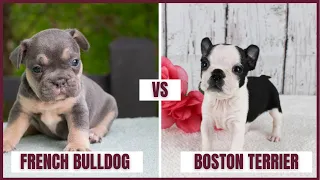 French Bulldog vs Boston Terrier: What's the Difference Between them?
