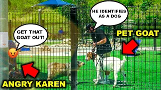 Taking My PET GOAT to the CITY DOG PARK!!! (PITBULL ATTACKS) - Bad Idea