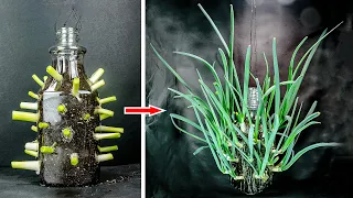 Growing Green Onions From Scraps (27 Days Time Lapse)