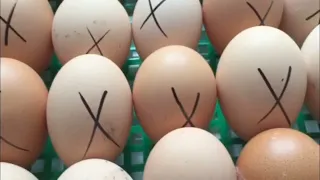 Закладка курячих яєць в інкубатор ("Квочка" МІ-30-1С). Опис під відео.