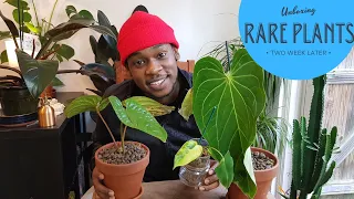 Unboxing rare plants from Indonesia | Part Three