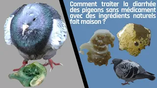 How To Treat Pigeon Diarrhea Without Medication With Natural Homemade Ingredients