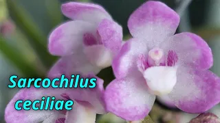 Sarcochilus ceciliae. Первое домашнее цветение.