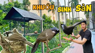 Nuôi thả tự nhiên ghép chim KHƯỚU BẠC MÁ & KHƯỚU Ô LỜ SINH SẢN - Hóng Kết Quả || Đạt Bird TV