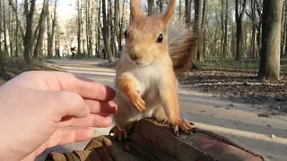 Ещё одна копия Длинноухого. Очень голодная / A very hungry squirrel