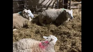 Signs of a sheep lambing
