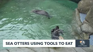 Sea otters using tools to eat