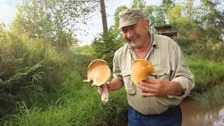 Чи легко виростити білі гриби вдома?