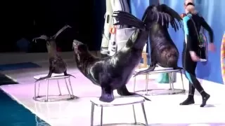 Шоу морских котиков Дубаи    Seals show Dubai